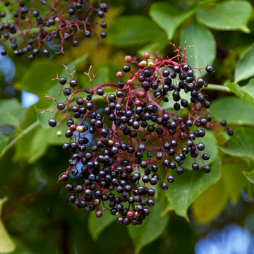 How to Make Elderberry Syrup: Easy Homemade Recipe