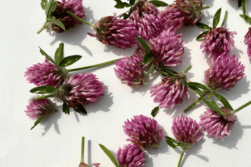 Red Clover - Our Guide to Harvesting Its Natural Benefits